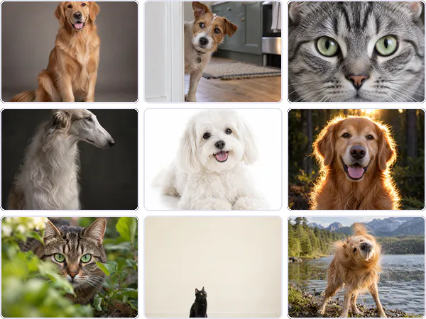 Nine example images from the Pets keyword pack