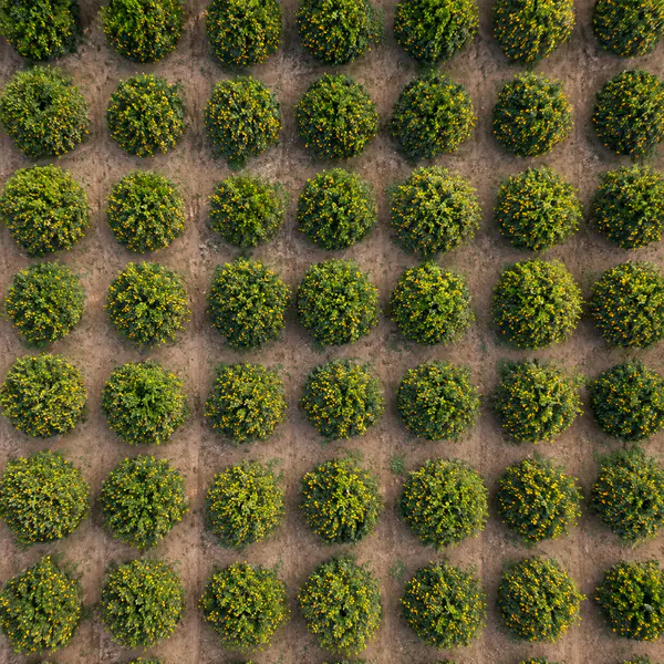 Aerial Patterns photographic style example.