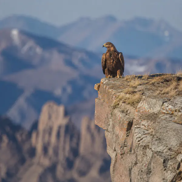 Super-Telephoto Lens — A super-telephoto lens provides extreme reach and a very narrow view for wildlife, field sports, and distant details