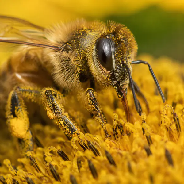 Macro Lens — A macro lens focuses at very close distances and reproduces tiny subjects or details at high magnification