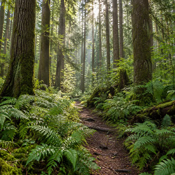 Forest Photography photographic style example.