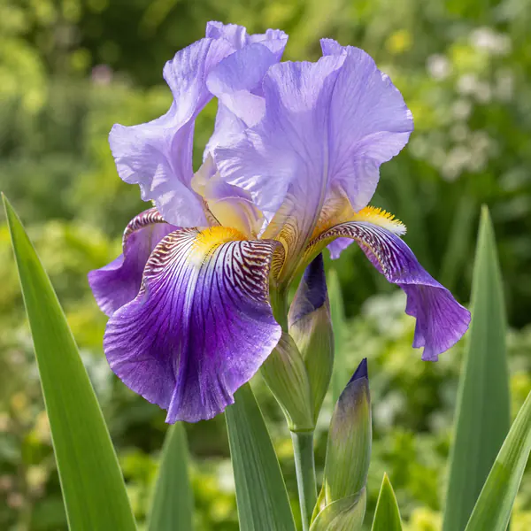 Botanical Photography photographic style example.