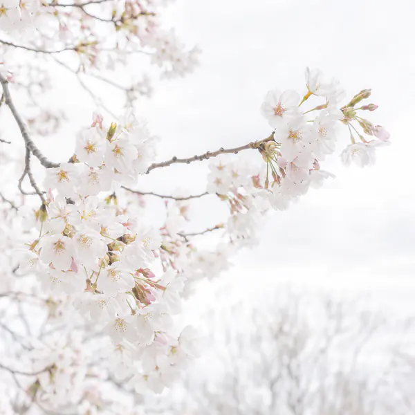 High-Key Nature Photography photographic style example.