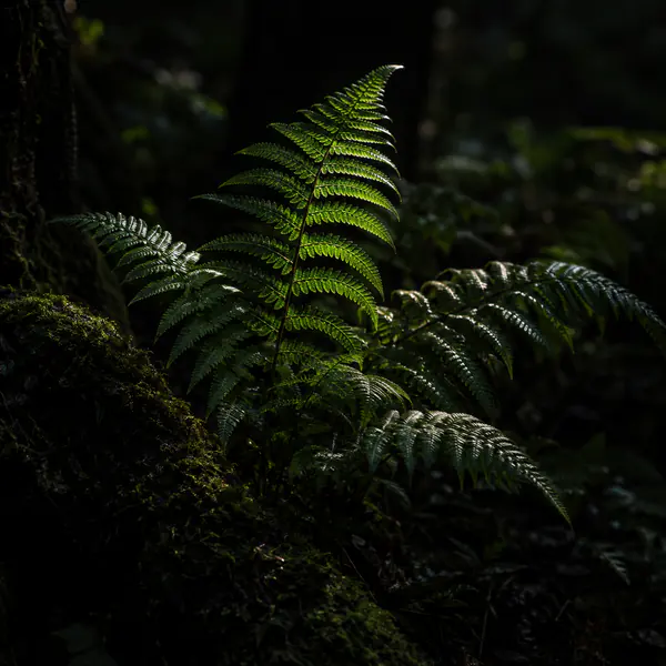 Low-Key Nature Photography photographic style example.