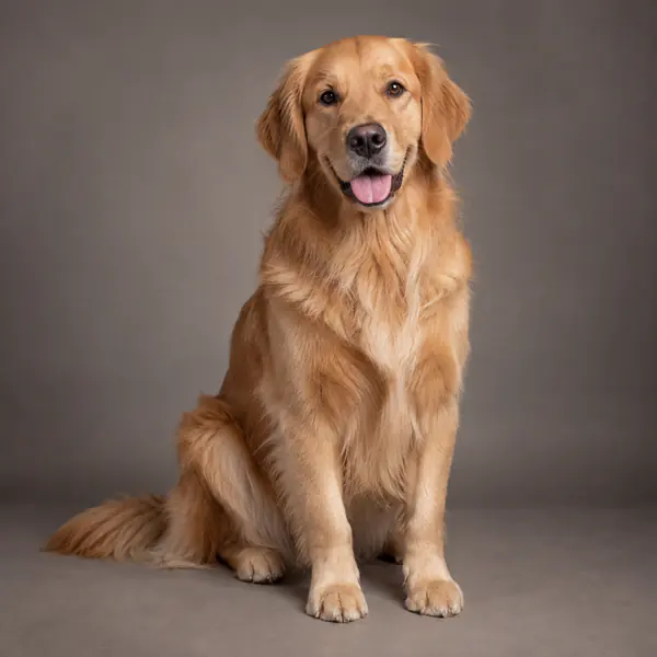 Studio Pet Portrait photographic style example.