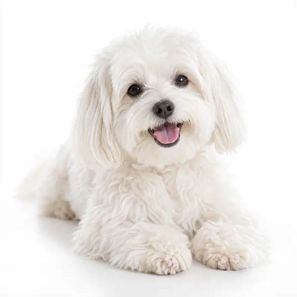 High-Key Pet Portrait photographic style example.