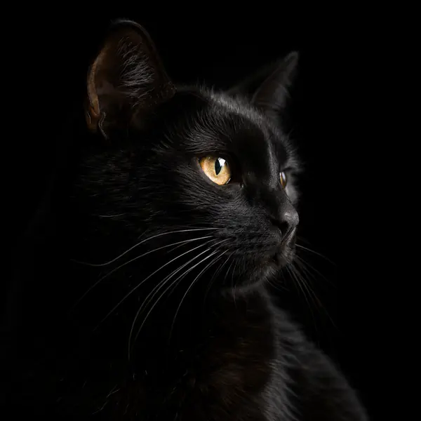 Low-Key Pet Portrait photographic style example.