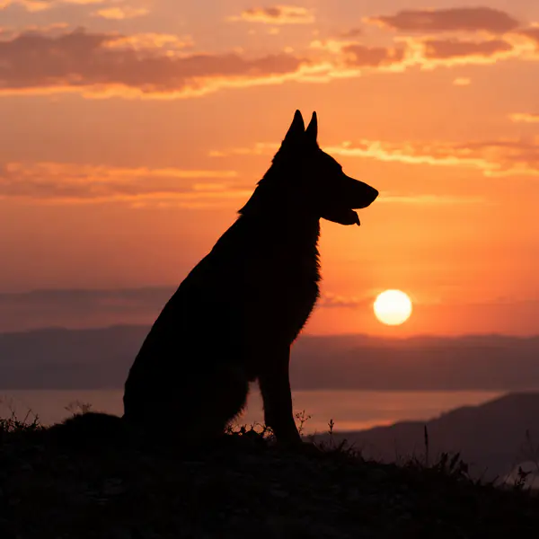 Pet Silhouette photographic style example.