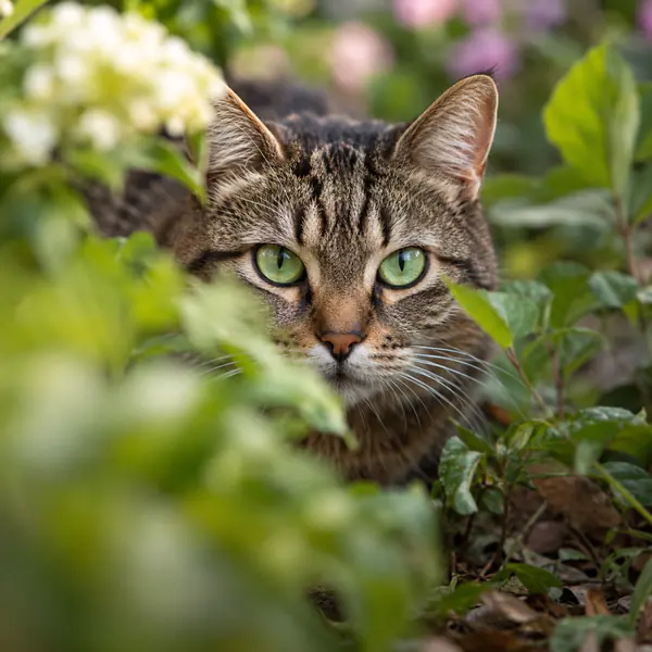 Shallow Depth of Field photographic style example.