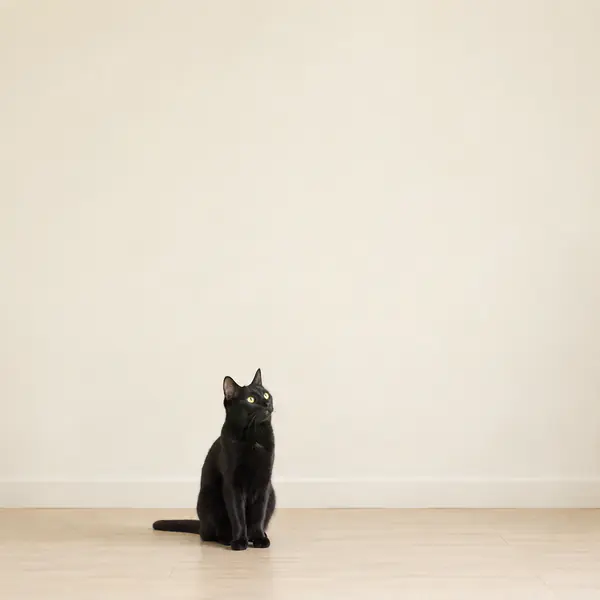 Minimalist Pet Photography photographic style example.
