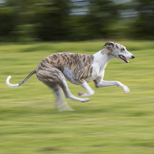 Panning Pet Photography photographic style example.