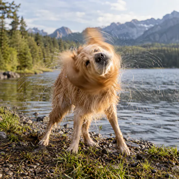 Motion Blur Pet Photography photographic style example.