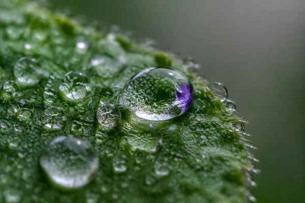 Macro Lens — A lens designed for close focusing and detailed reproduction of very small subjects