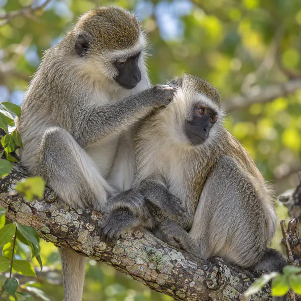 Animal Behavior Photography photographic style example.
