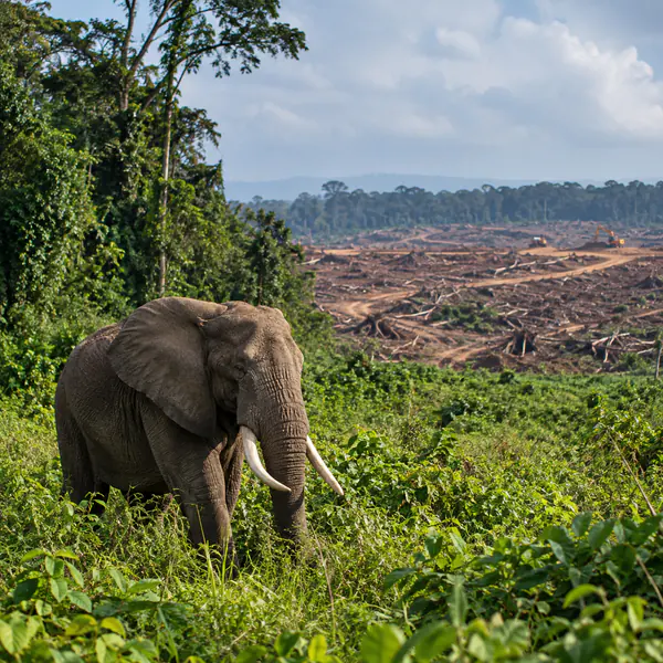 Conservation Photography photographic style example.