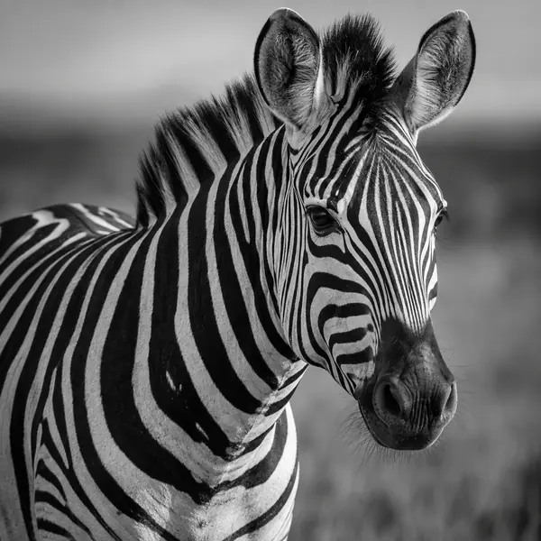 Black and White Wildlife photographic style example.