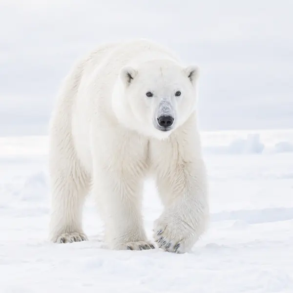 High-Key Wildlife Photography photographic style example.