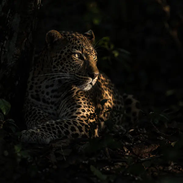 Low-Key Wildlife Photography photographic style example.