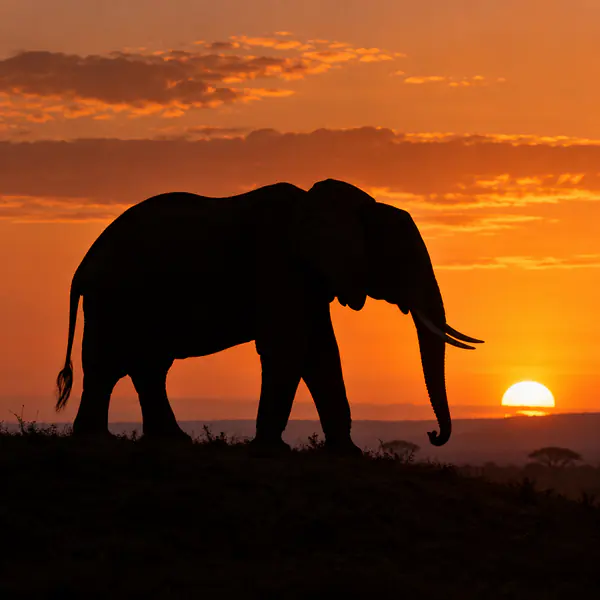 Wildlife Silhouette photographic style example.