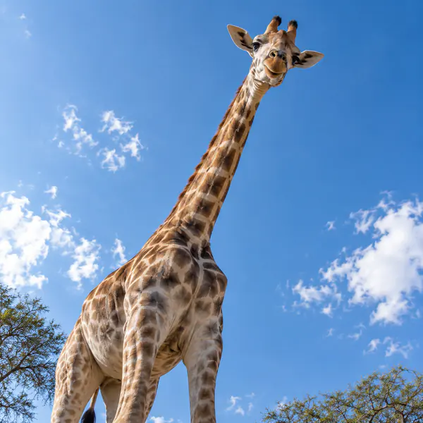 Low-Angle Wildlife Photography photographic style example.