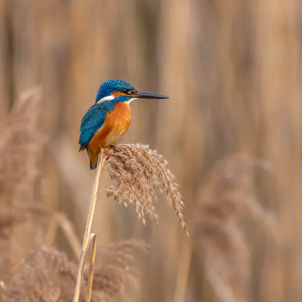 Telephoto Wildlife Photography photographic style example.