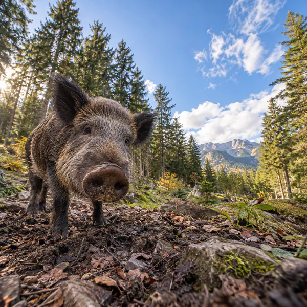 Wide-Angle Wildlife Photography photographic style example.