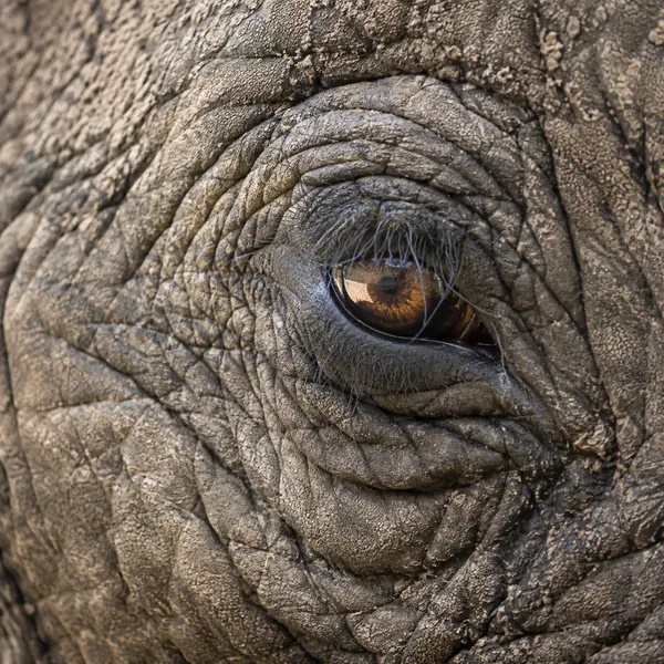 Close-Up Wildlife Photography photographic style example.