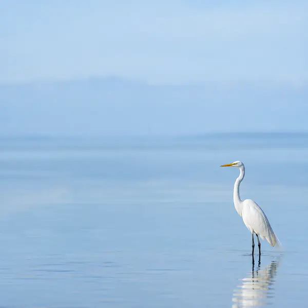 Minimalist Wildlife Photography photographic style example.
