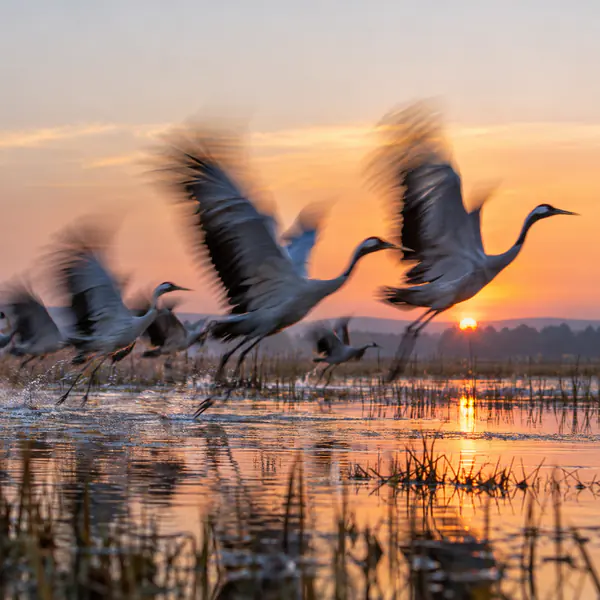 Wildlife Motion Blur photographic style example.