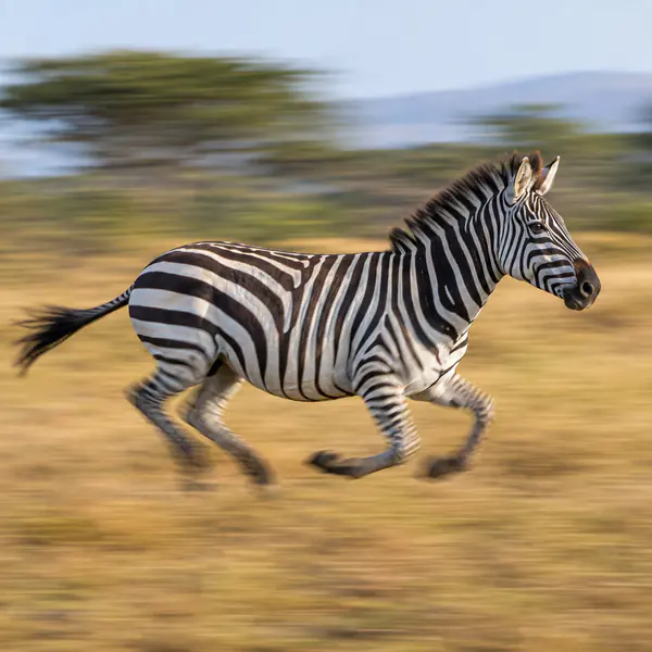 Panning Wildlife Photography photographic style example.