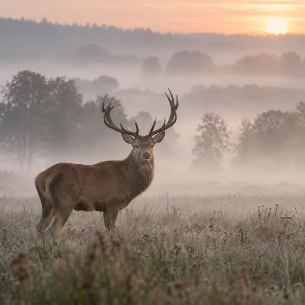 Misty Wildlife Photography photographic style example.
