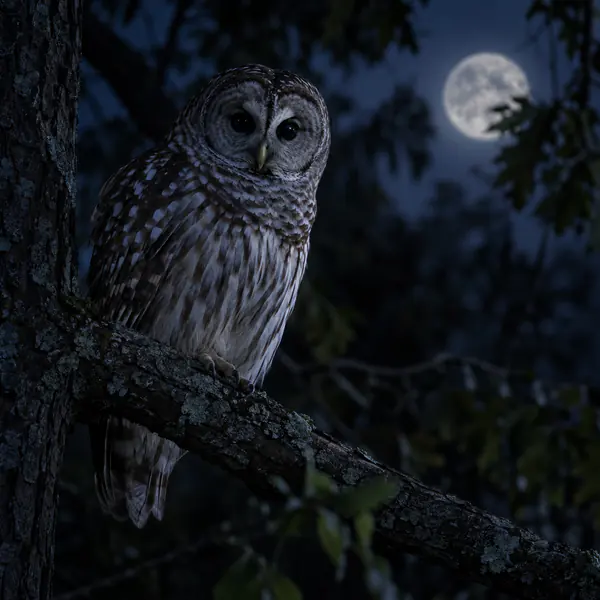 Nocturnal Wildlife Photography photographic style example.